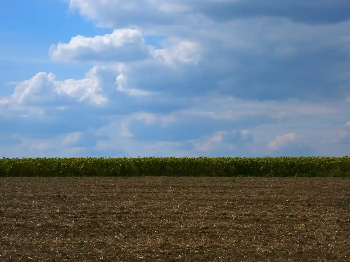 A wide shot of a tilled brown field in the foreground with a dense row of green sunflowers and yellow blooms forming a…