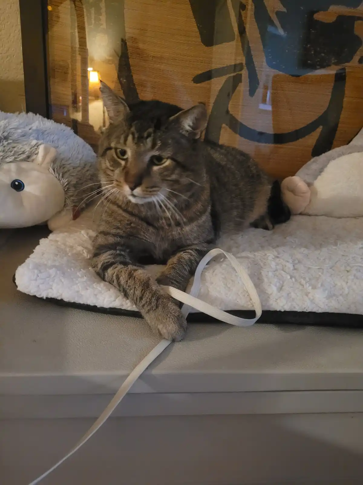 A tabby cat with green eyes lies on a white fluffy cushion on a windowsill, looking directly at the camera with a bored…