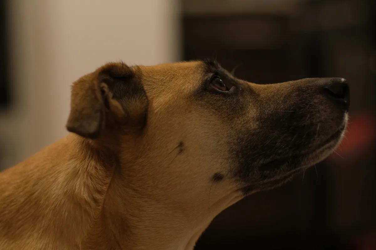 A close-up profile shot of a tan and black dog looking upward with a calm, slightly melancholic expression. The overlaid…