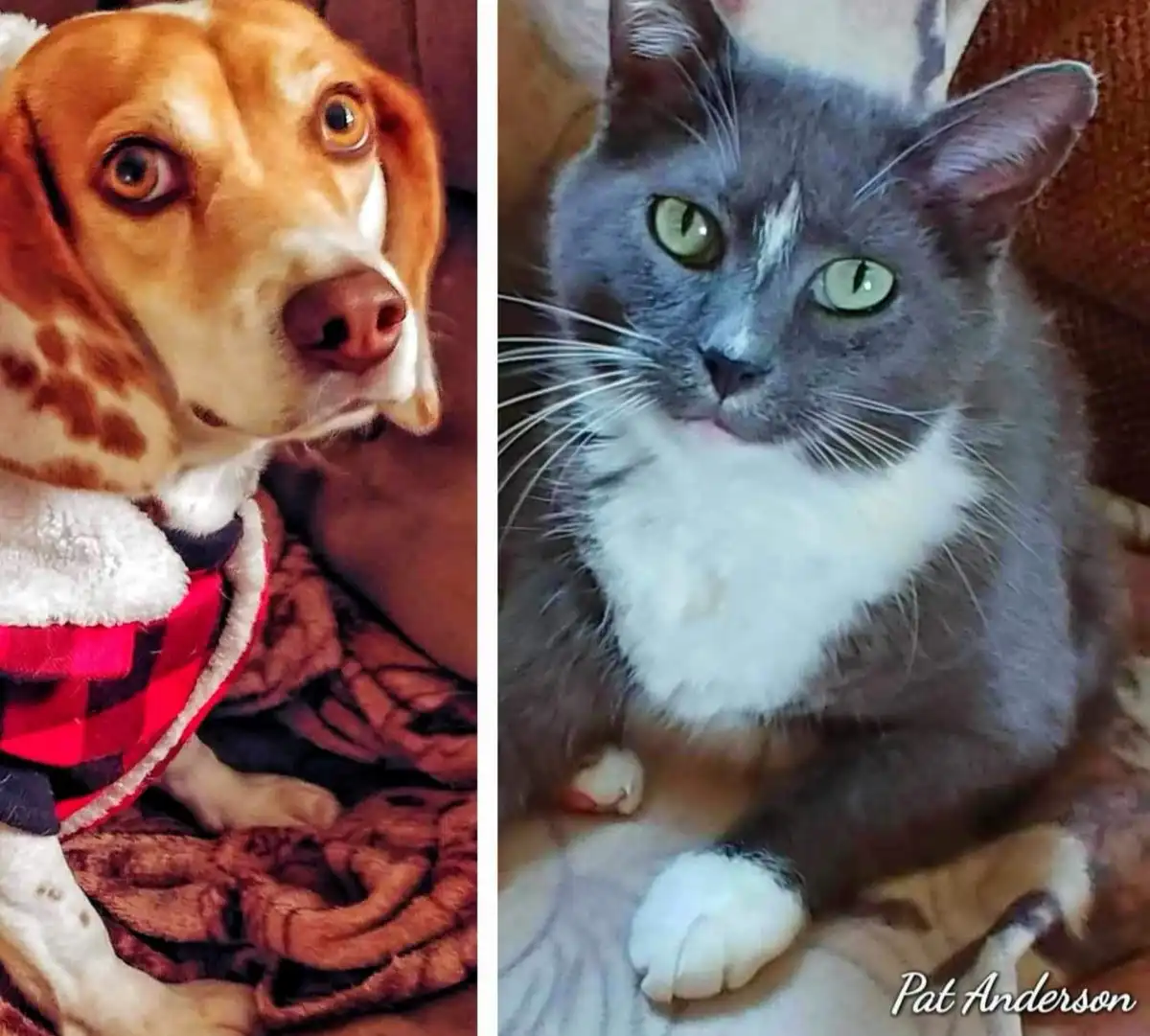 A split image shows a brown and white beagle dog wearing a red plaid vest looking terrified with wide eyes, next to a grey…