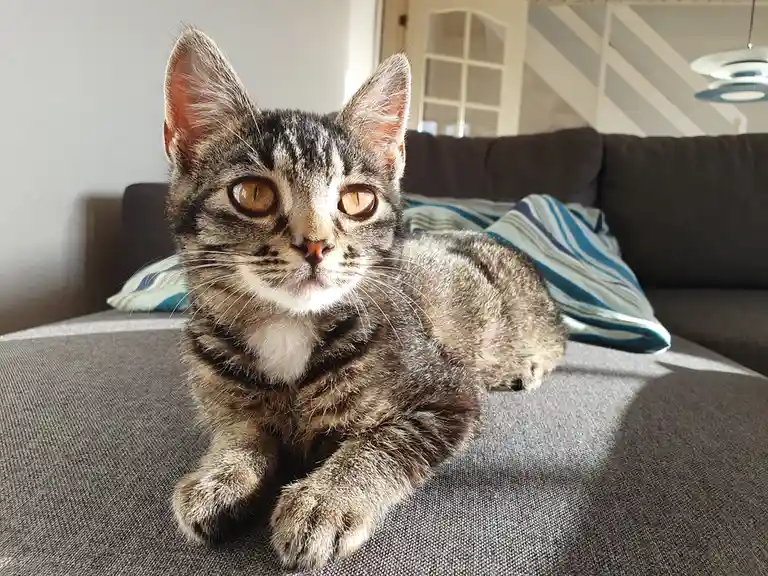 A tabby cat with wide, amber eyes and a white chest is lying on a gray couch, looking directly at the camera with an…