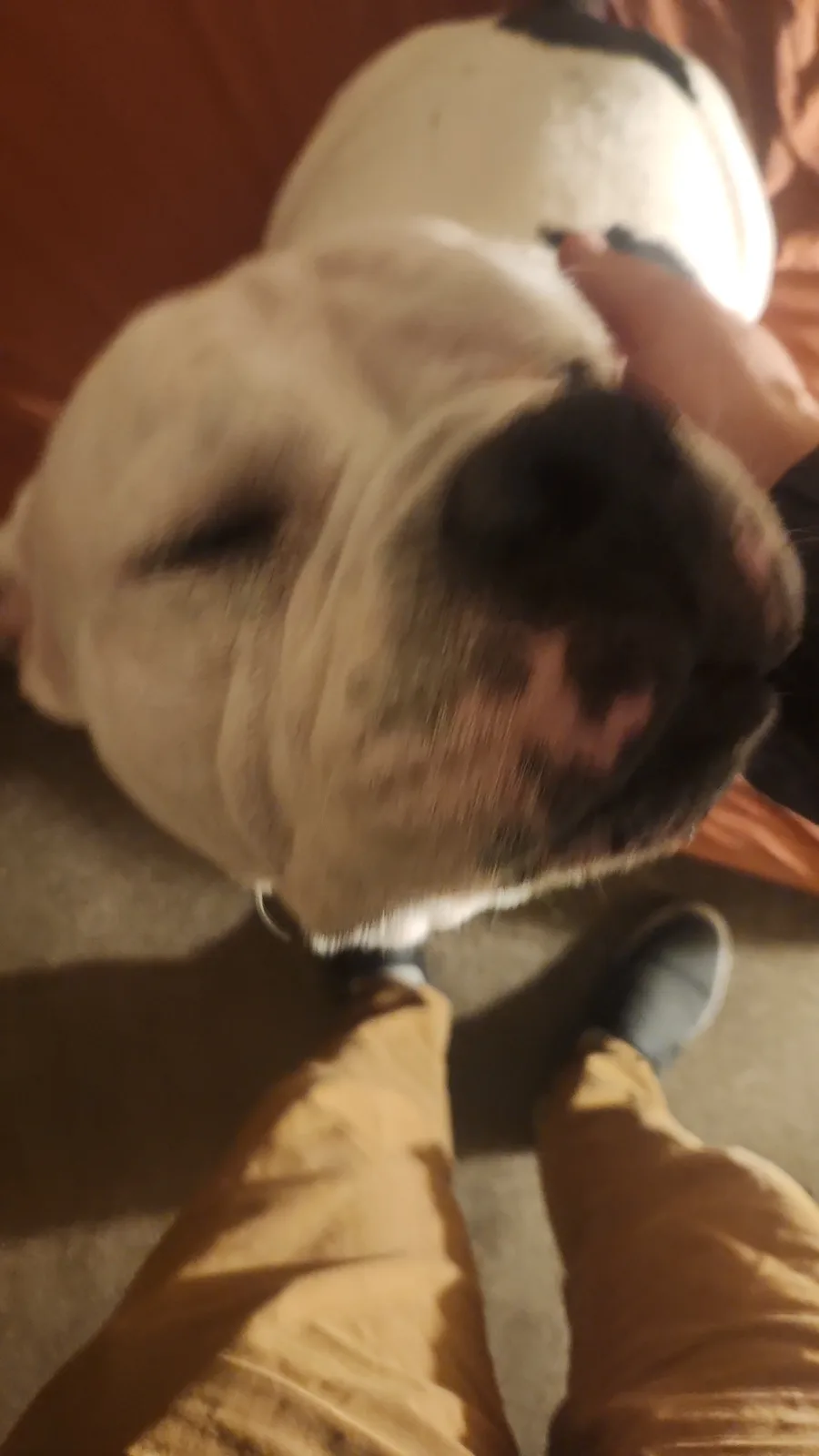 A blurry, first-person perspective photo shows a person's hand petting a fawn-colored bulldog lying on its back on a…