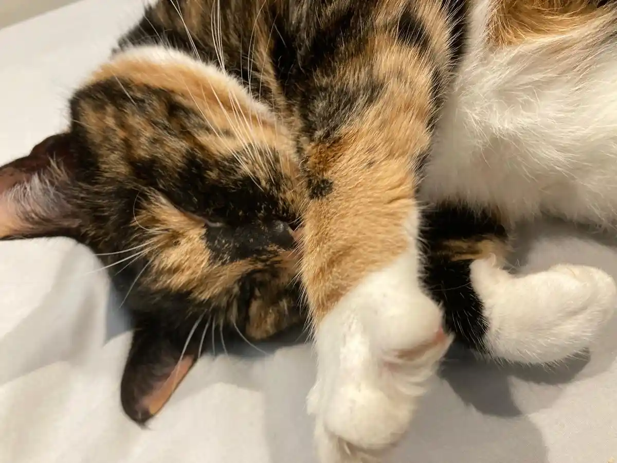 A calico cat with black, orange, and white fur is sleeping curled up on a white surface, using one of its front paws to…