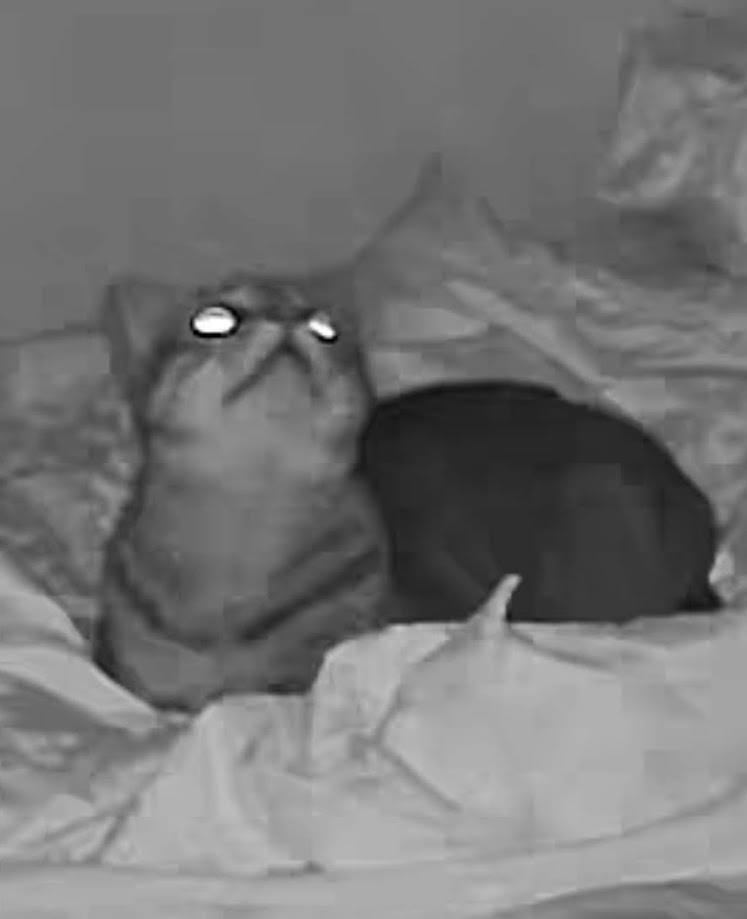 A grainy, black-and-white night-vision photo shows a cat sitting upright on a bed, its eyes glowing brightly as it looks…