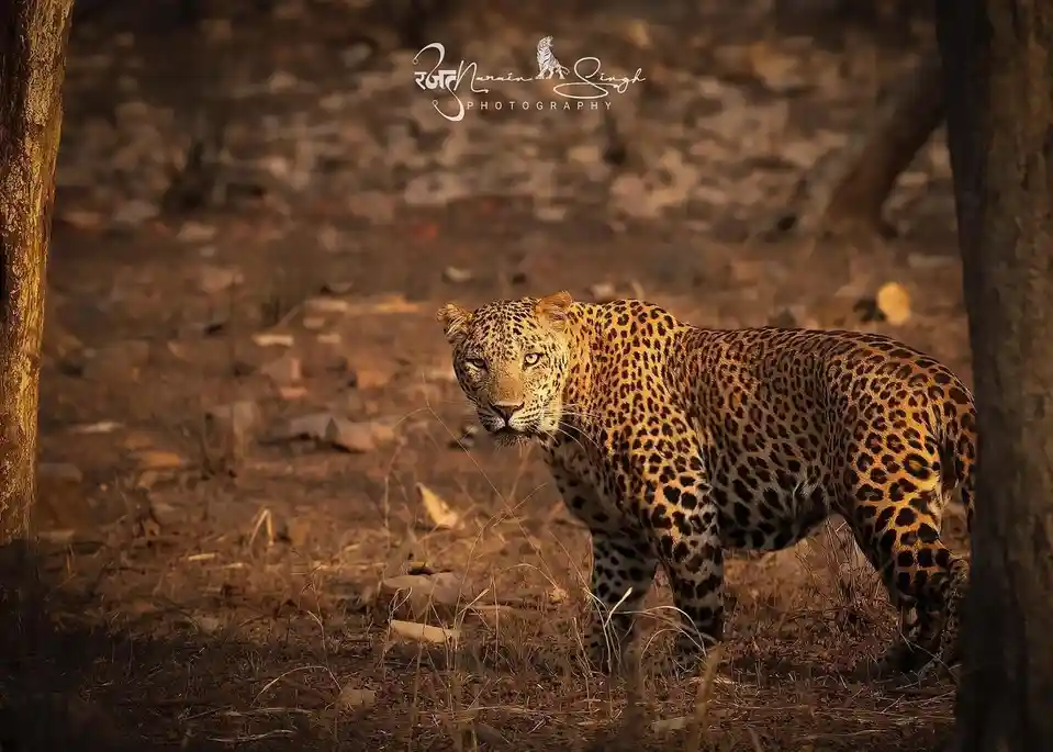 Meet the Muscular Male Leopard from Jhalana Reserve