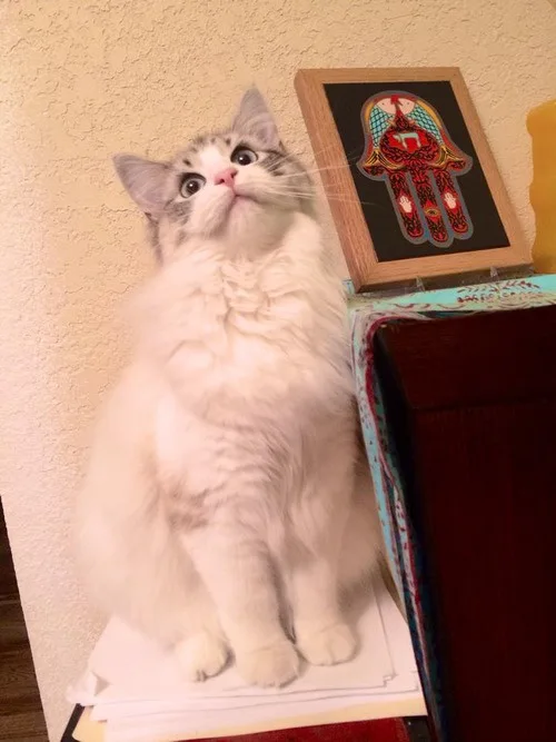 Meet Today's Adorable Feline Star