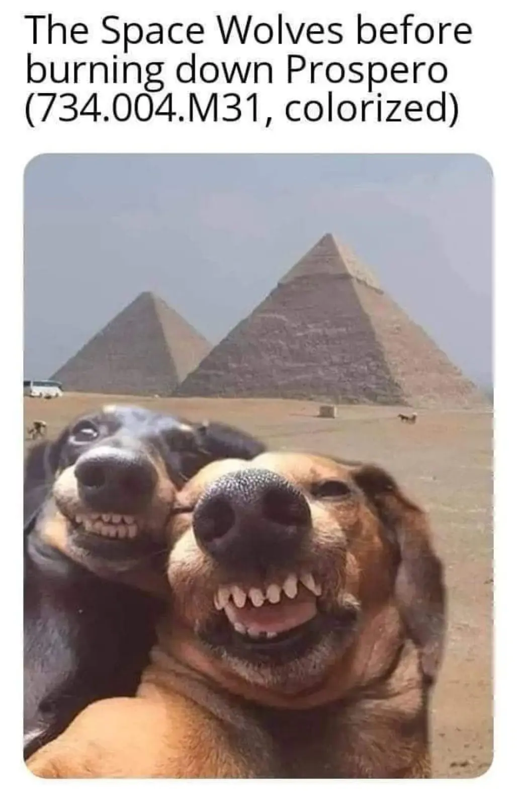Two dogs with wide, toothy grins pose for a selfie in front of the pyramids of Giza. The overlaid text reads 'The Space…