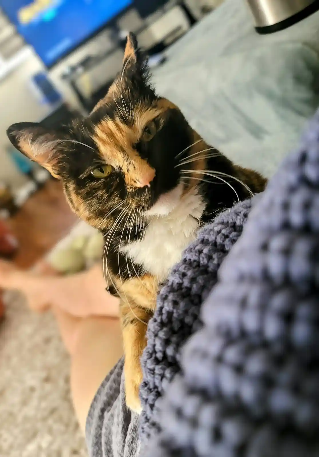 Enjoying a Cozy Caturday Vibe