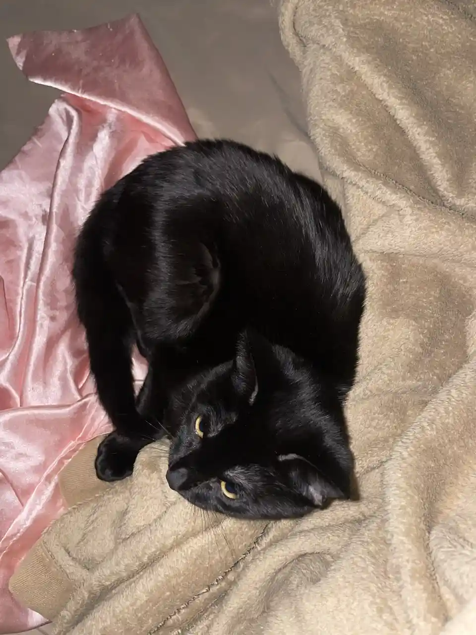 Meet MUSA: the meme that needs no introduction.
