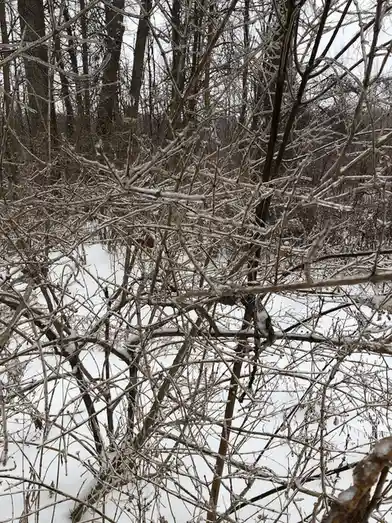 A close-up photo of tangled, snow-dusted bare branches in a winter forest, with the overlaid text 'i'm not lazy, i'm in…