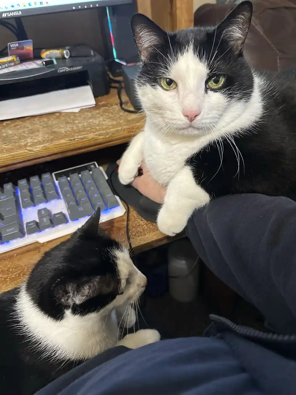 A black and white cat sits on a person's lap, looking directly at the camera with a stern expression, while its paw rests on…