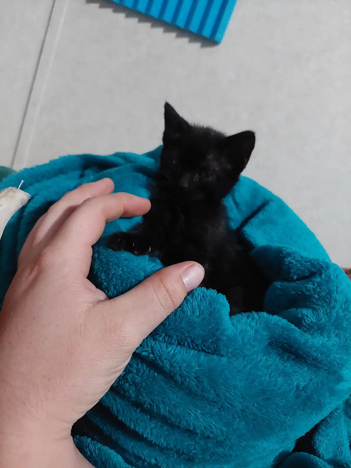 A small black kitten with wide eyes is nestled in a teal, fluffy blanket, being gently petted by a human hand. The kitten…