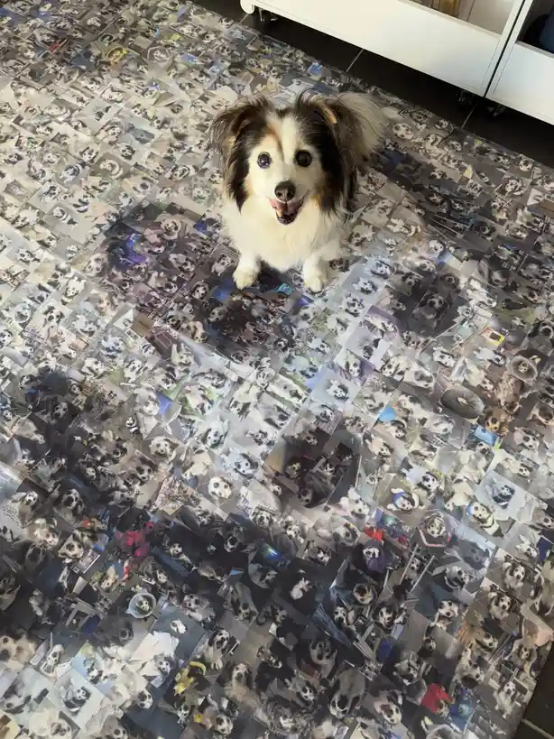 A small, fluffy dog with black, white, and tan fur stands on a floor covered in a mosaic of hundreds of its own past photos…