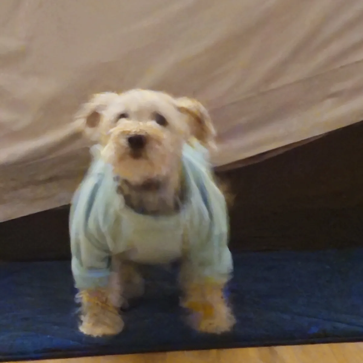 A blurry photo of a small, light-brown dog wearing a light green shirt, standing on a dark blue rug with a wooden floor…