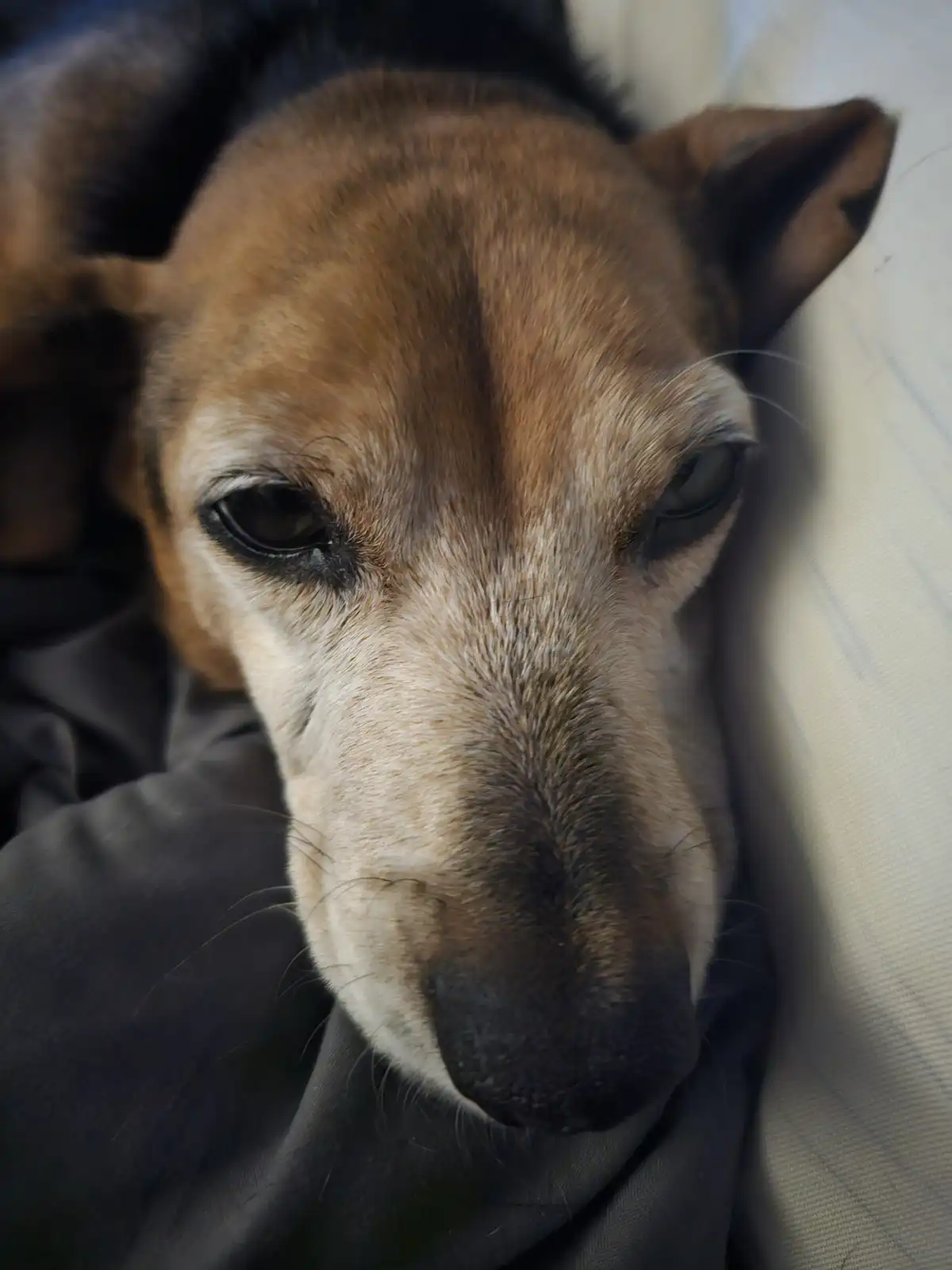 A close-up photo of a brown and black dog with droopy, soulful eyes looking directly at the camera, resting its head on dark…