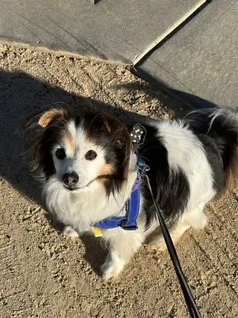 A small, fluffy dog with black, white, and tan fur sits on gravel near a sidewalk, wearing a blue harness and leash. The dog…