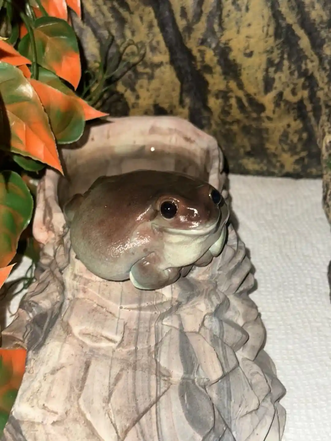 A real frog with large dark eyes and smooth brownish-green skin is perched inside a light-colored, textured ceramic planter…