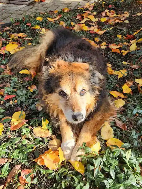 A fluffy, medium-sized dog with brown and black fur lies in a patch of green ground cover scattered with yellow and orange…