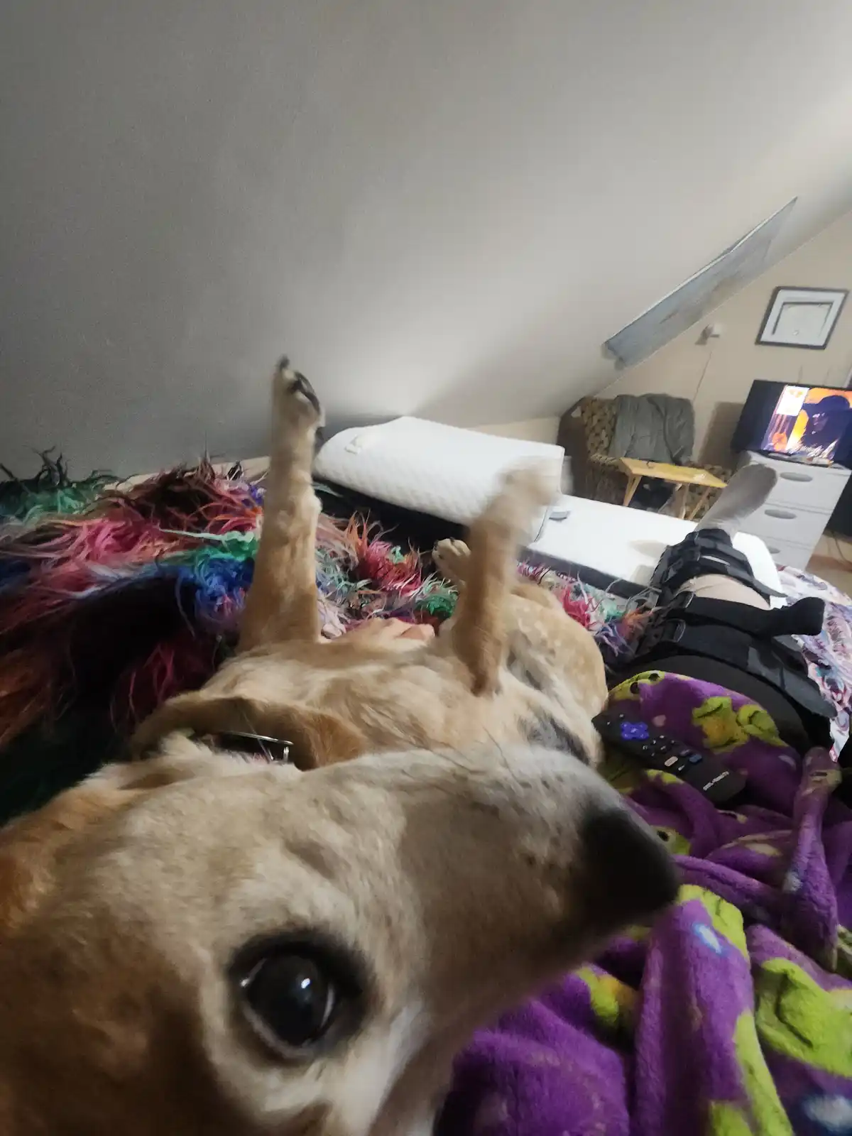 Meet Nurse Pickle: The Cutest Caregiver Around