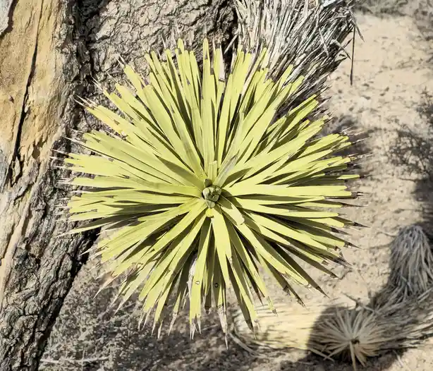 A close-up photo shows a bright green, spiky yucca plant with sharp, pointed leaves radiating from a central point, set…