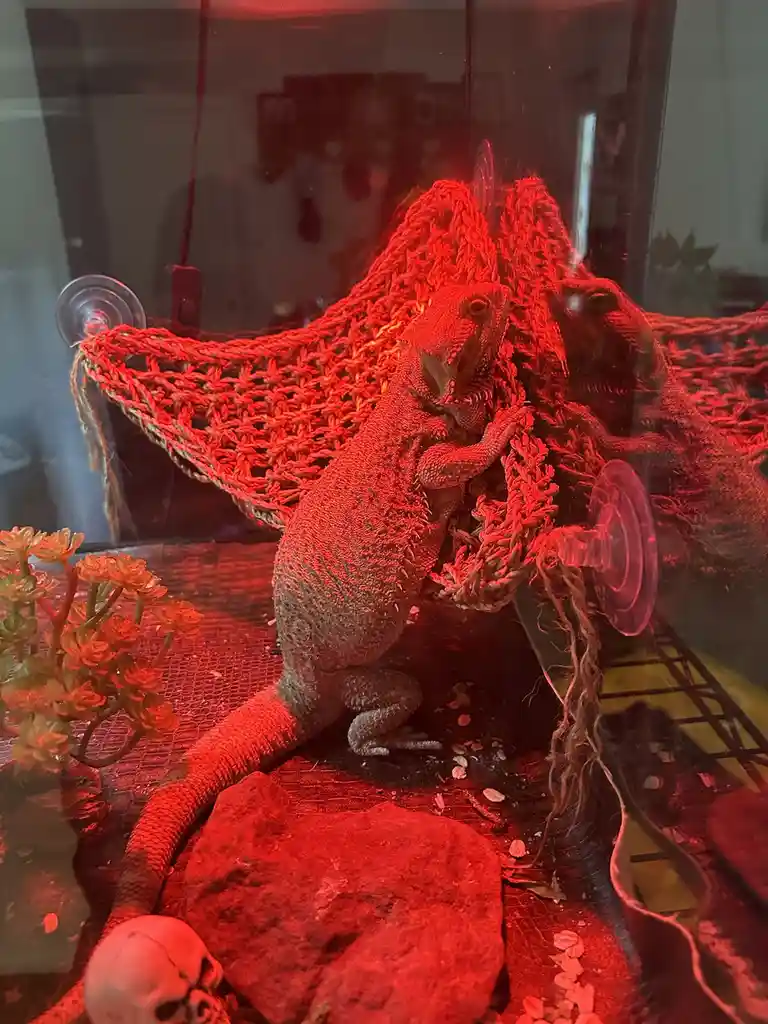 A bearded dragon is shown inside a glass terrarium, illuminated by a red light, sitting on a woven hammock suspended by…