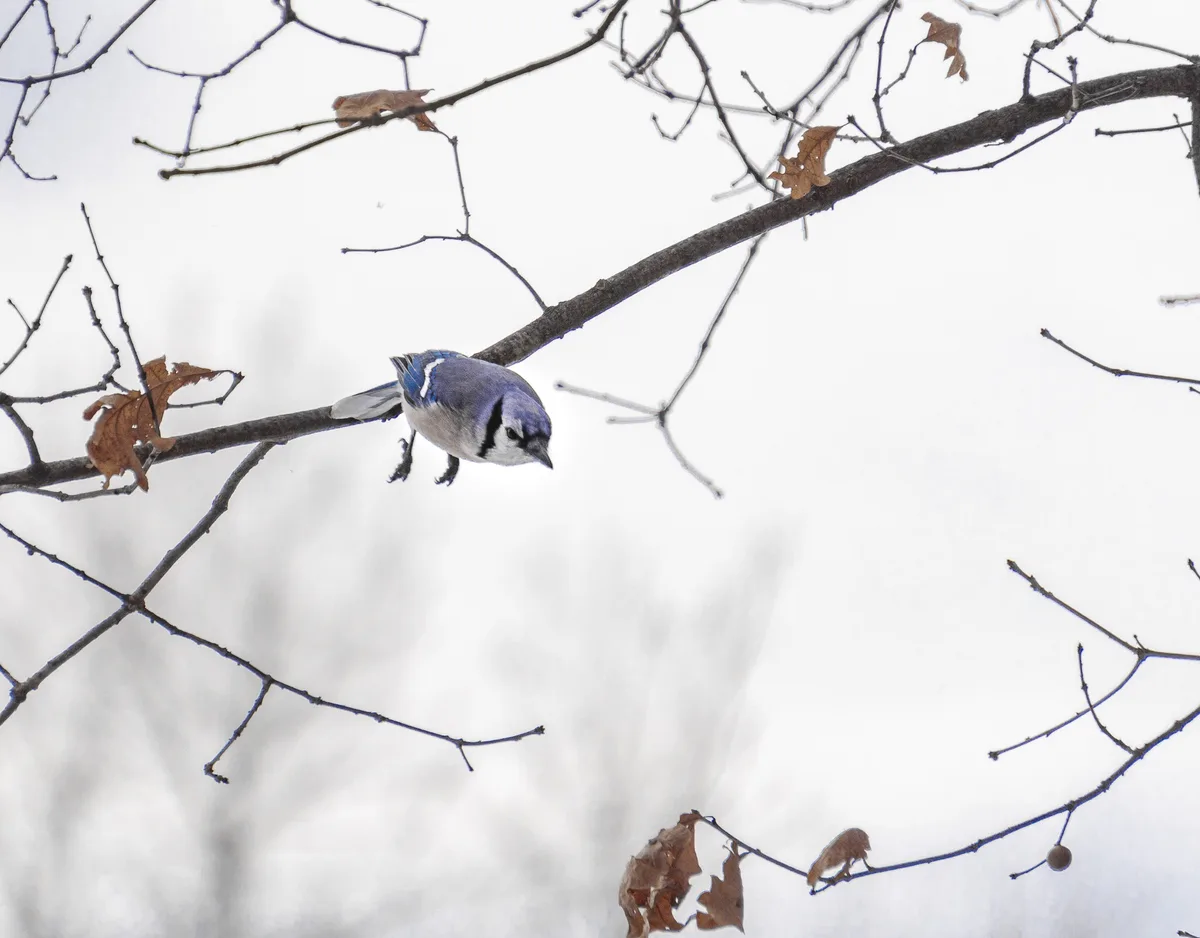 A blue jay perched on a bare tree branch against a snowy, white background with a few dried leaves clinging to other…