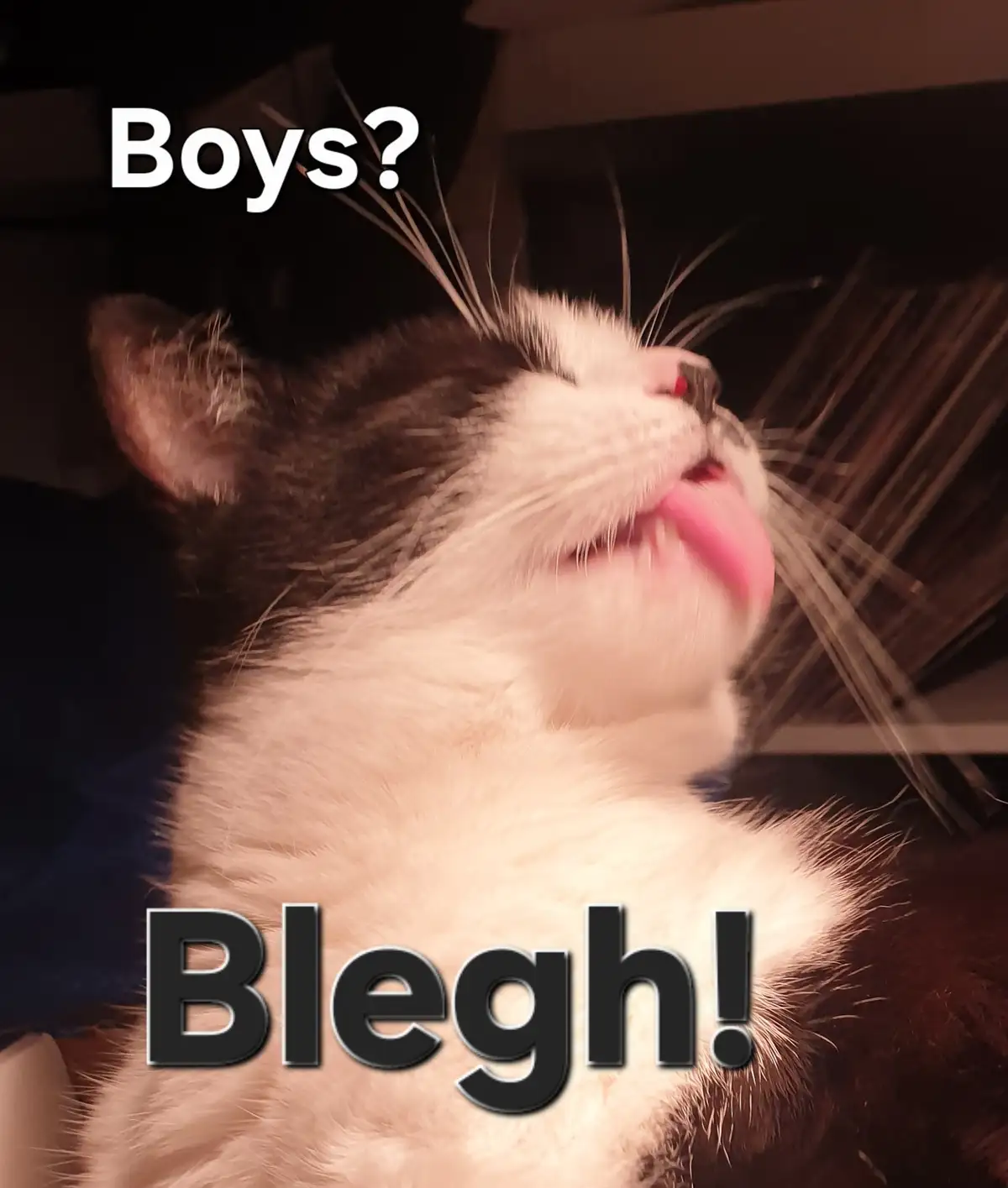 A close-up photo of a black and white cat with its head tilted back and tongue sticking out, appearing to be licking or…