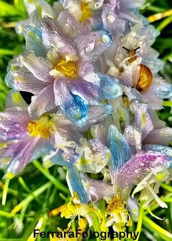 A close-up photo shows a cluster of delicate, iridescent purple and blue flowers with yellow centers, covered in dewdrops…