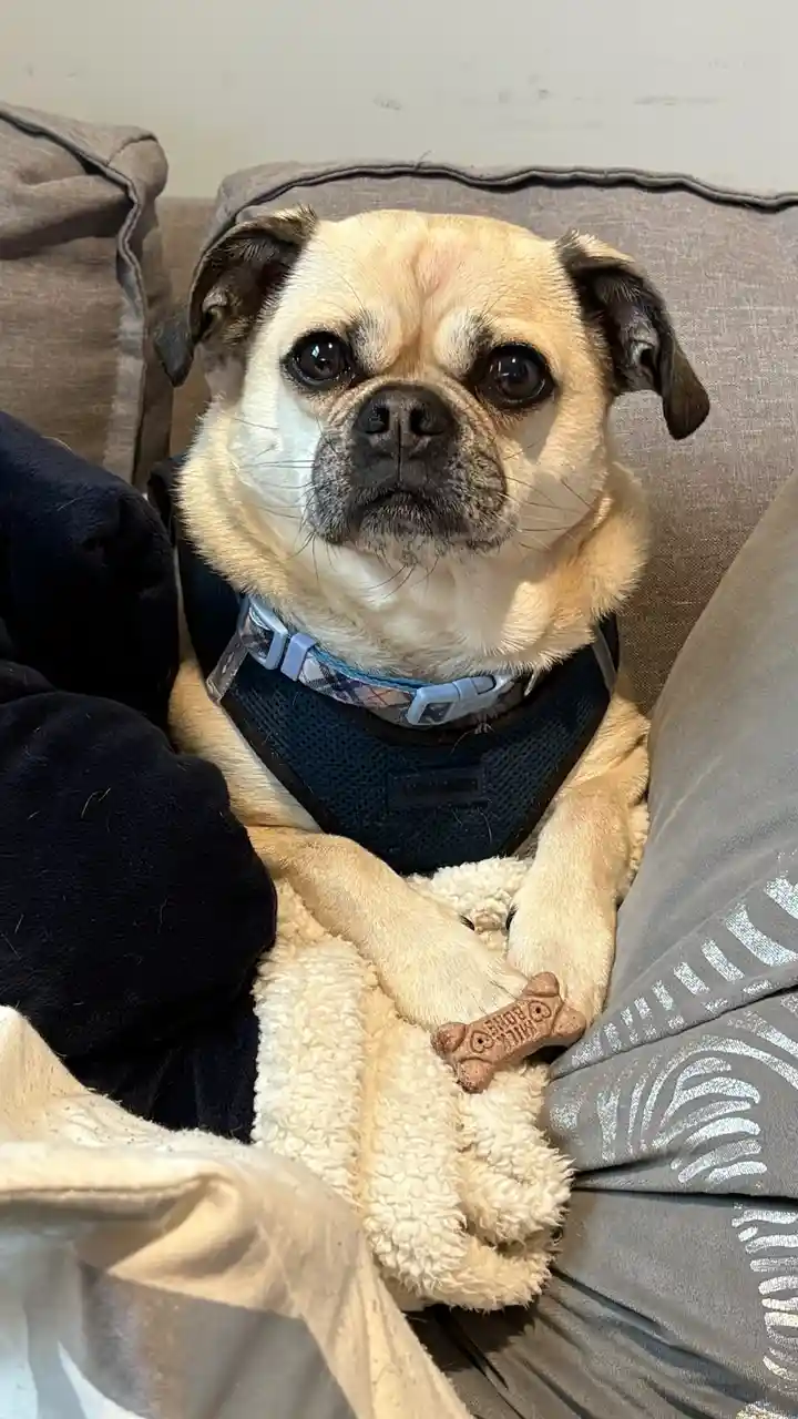 A fawn-colored pug with dark ears and expressive eyes sits on a gray couch, wearing a blue harness and holding a bone-shaped…