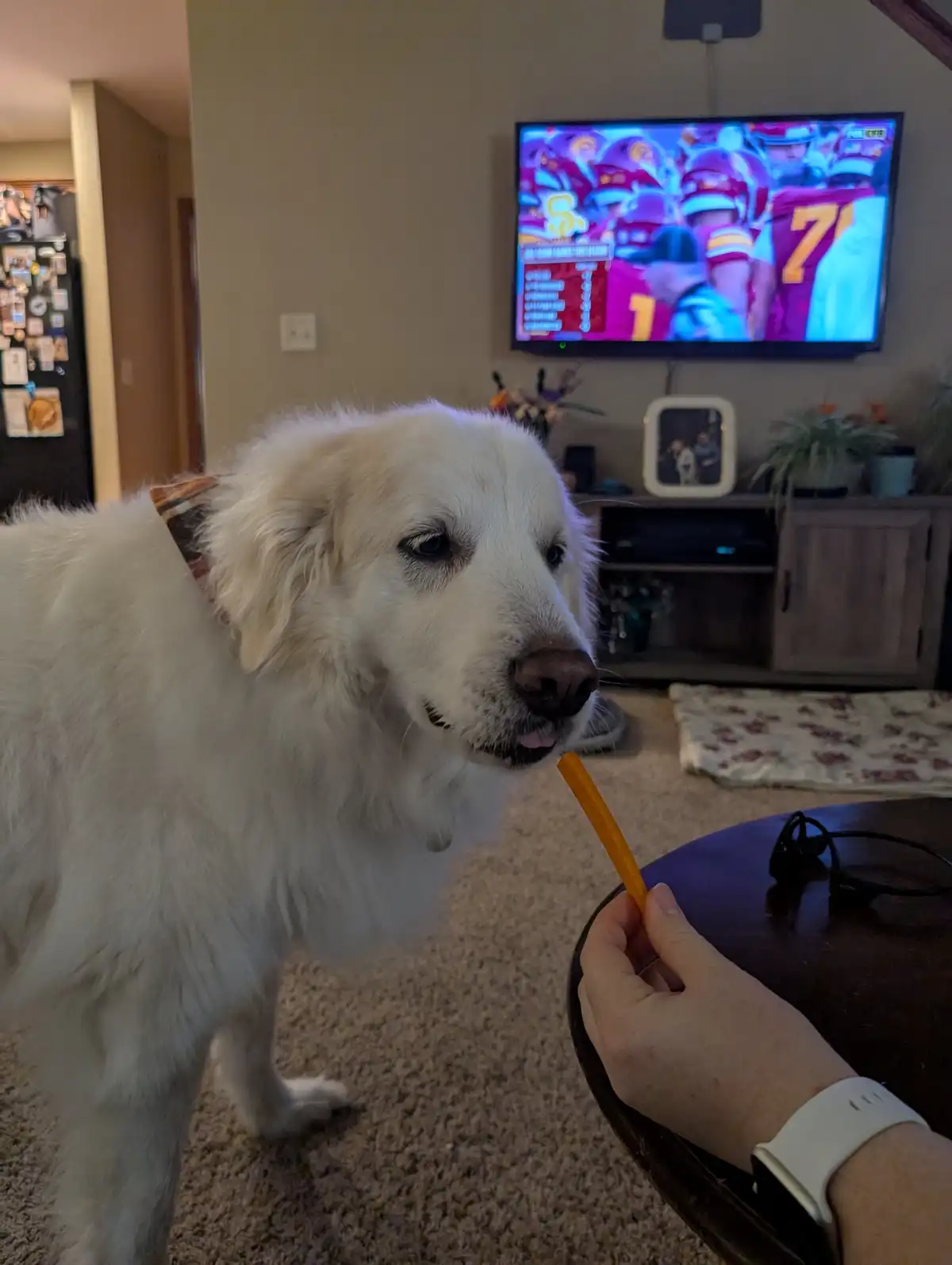 A fluffy white dog with a slightly sad or resigned expression is being offered a single orange-colored snack stick by a…