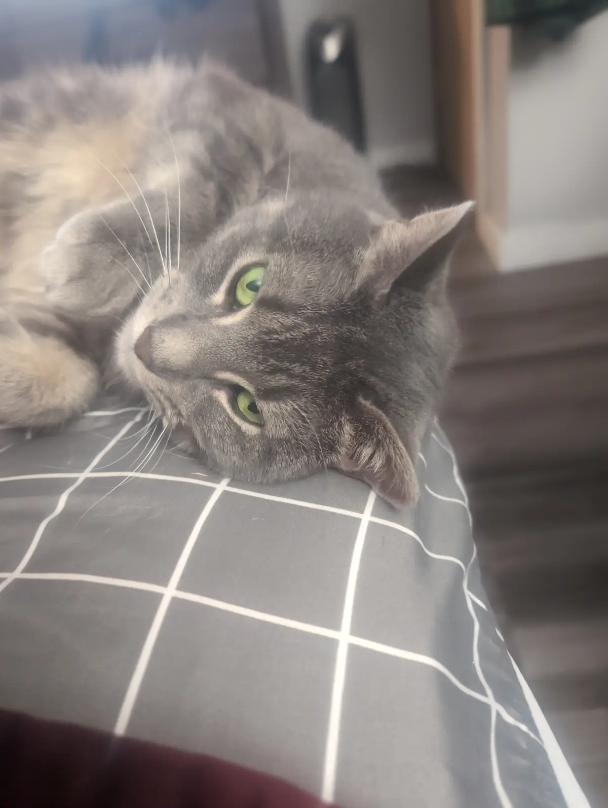 A fluffy gray cat with bright green eyes is lying on its side on a gray and white checkered blanket, looking relaxed and…