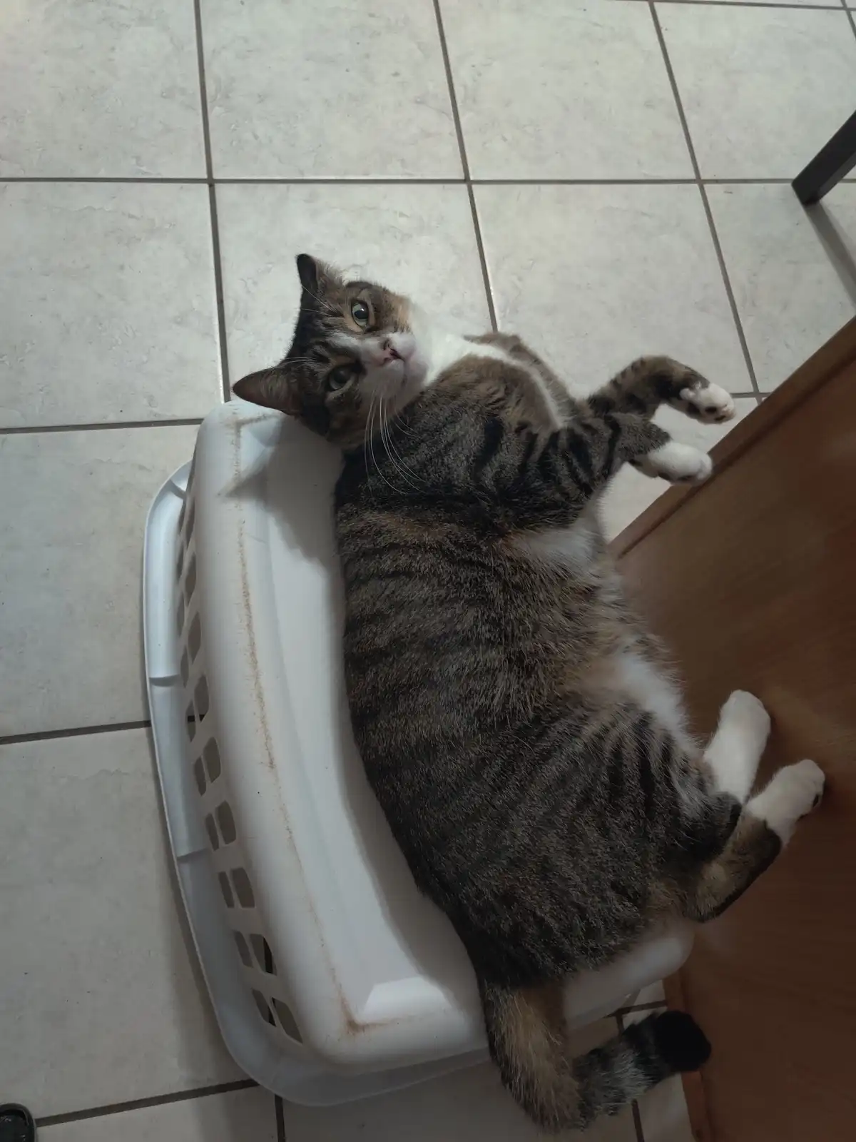 A tabby cat with white paws and chest is lying on its back in a white plastic laundry basket, looking up at the camera with…
