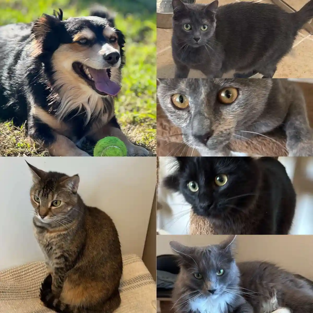 A collage of five images: one of a happy dog with a tennis ball, and four of various cats with intense, unimpressed, or…