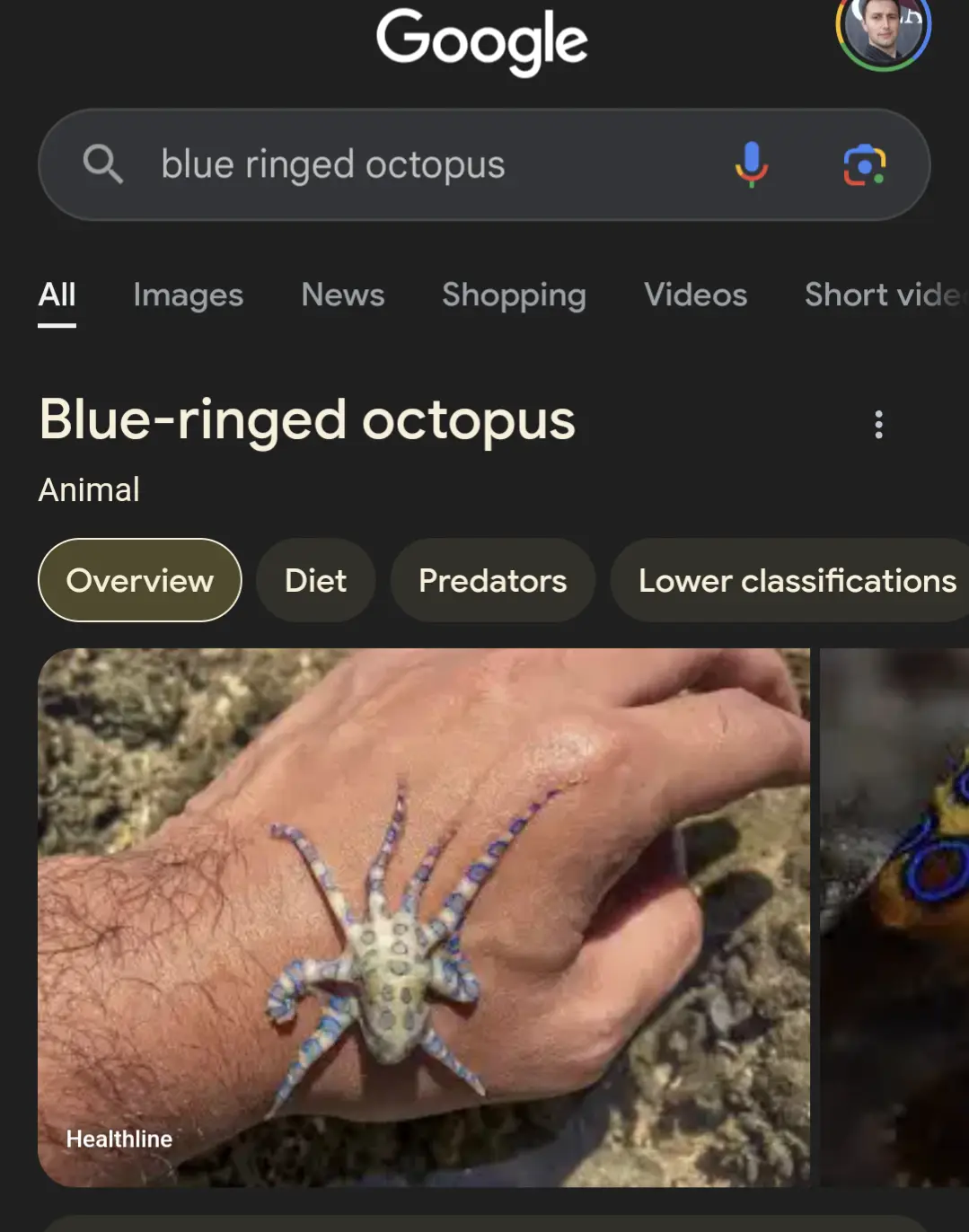 A screenshot of a Google search results page for 'blue ringed octopus' shows a small, colorful octopus with blue rings on…