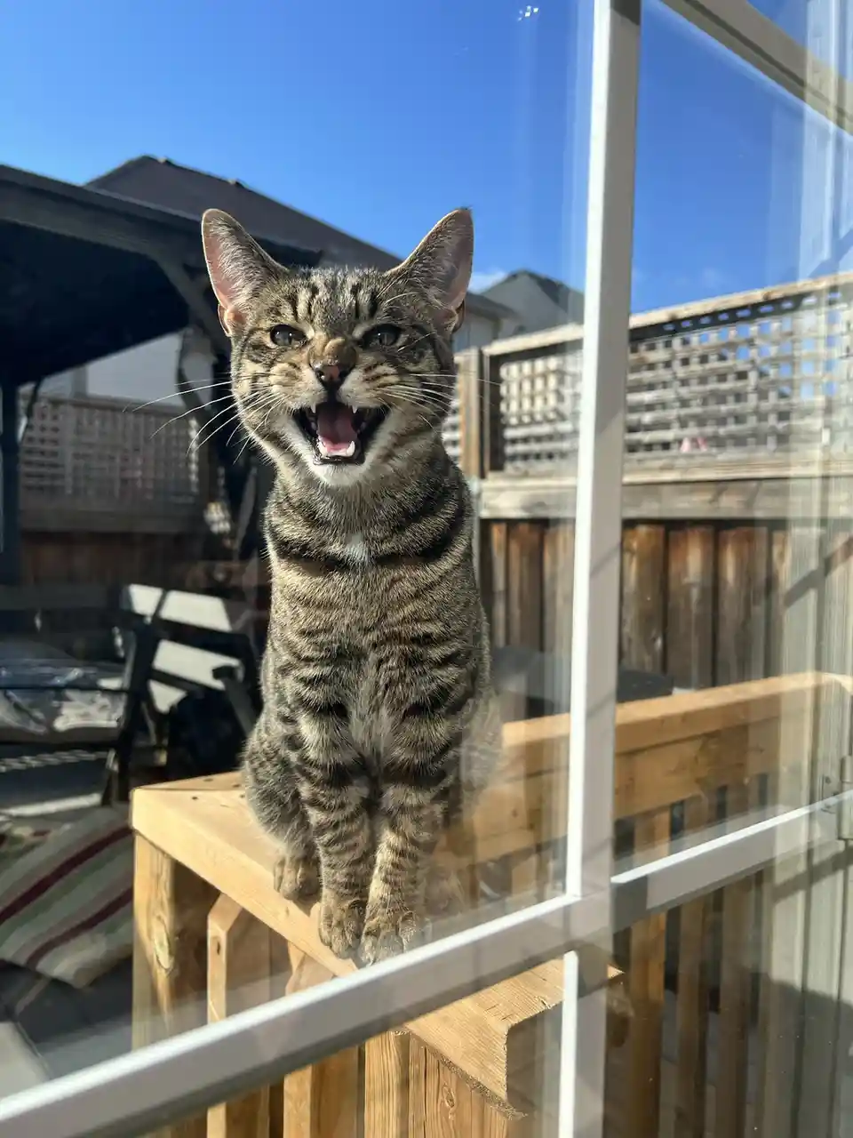 A tabby cat with a striped coat is sitting on a wooden deck railing outside a window, mouth wide open in an expression that…