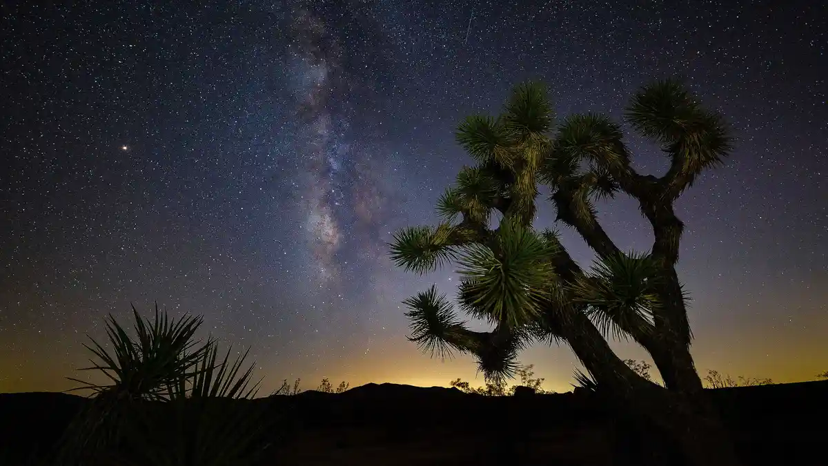 A iconic Southwest landmark, the Joshua tree is a striking, many-armed monocot growing mainly in the Mojave Desert where…