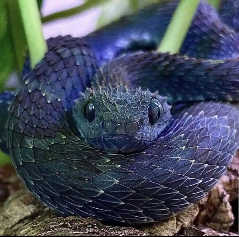 A close-up photo of a dark blue, scaly snake coiled on a rock with green foliage in the background. The snake has a…