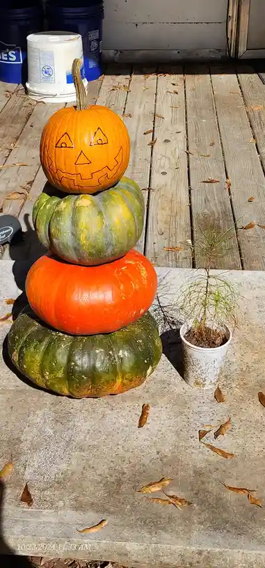 Meet the Halloween Pumpkin Man!