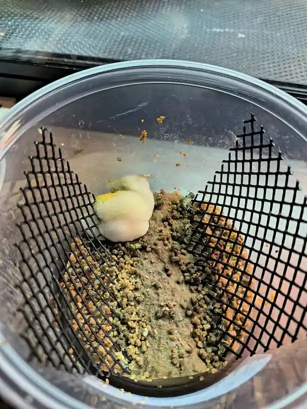 A clear plastic container holds a small, fluffy, pale yellow chick nestled in a bed of brown, granular substrate. Two black…