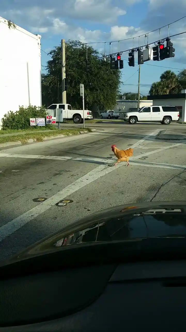 A brown chicken is crossing a street intersection where traffic lights are red, viewed from inside a car. The chicken is…