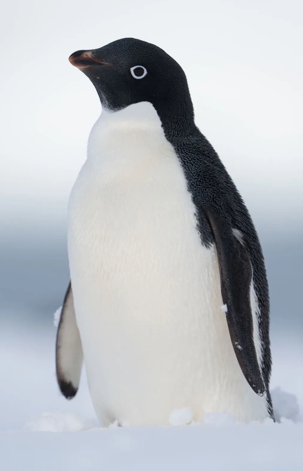 A close-up photograph of an Adélie penguin standing upright in snow, looking slightly upward with a calm expression. The…