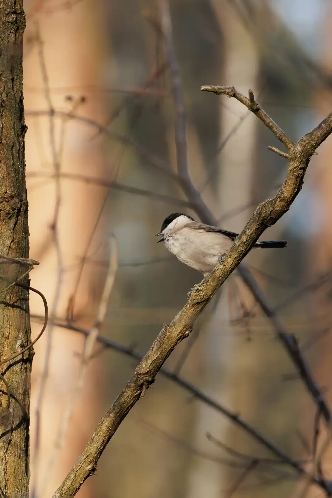 A small bird with a black cap and white cheeks perches on a bare tree branch, its beak slightly open as if singing or…