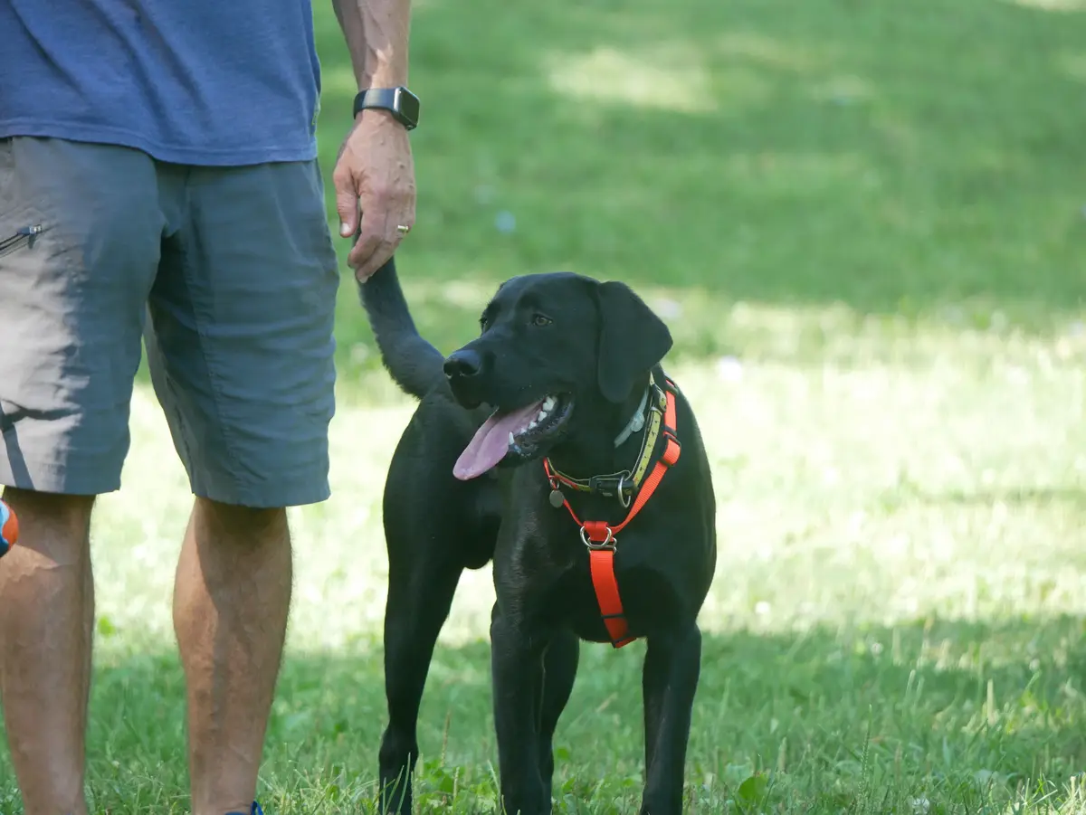 A black Labrador Retriever wearing an orange harness stands on grass next to a person in shorts, looking up with its tongue…