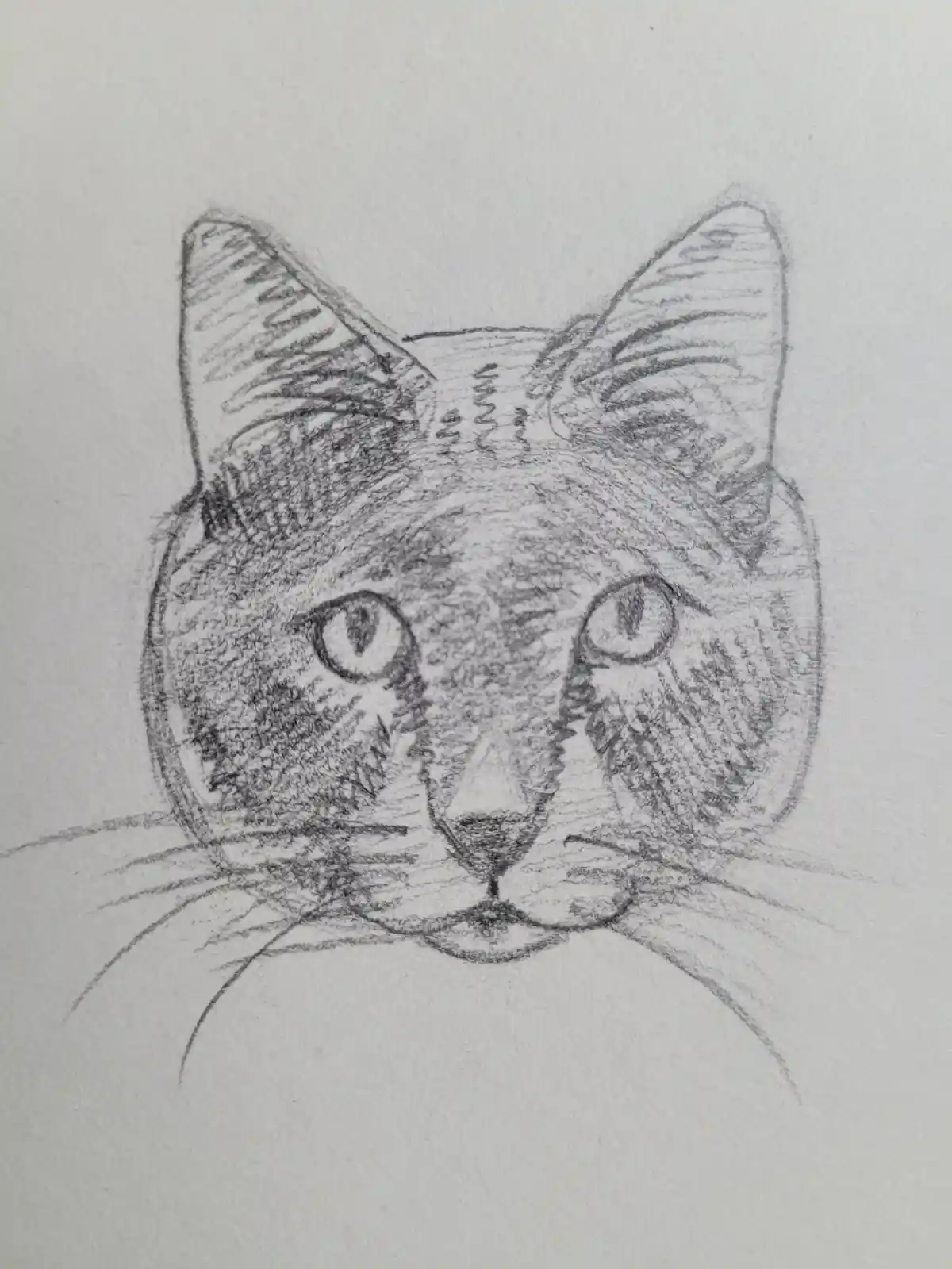A detailed pencil sketch of a cat's face on textured white paper, showing pointed ears, large eyes, whiskers, and a nose…