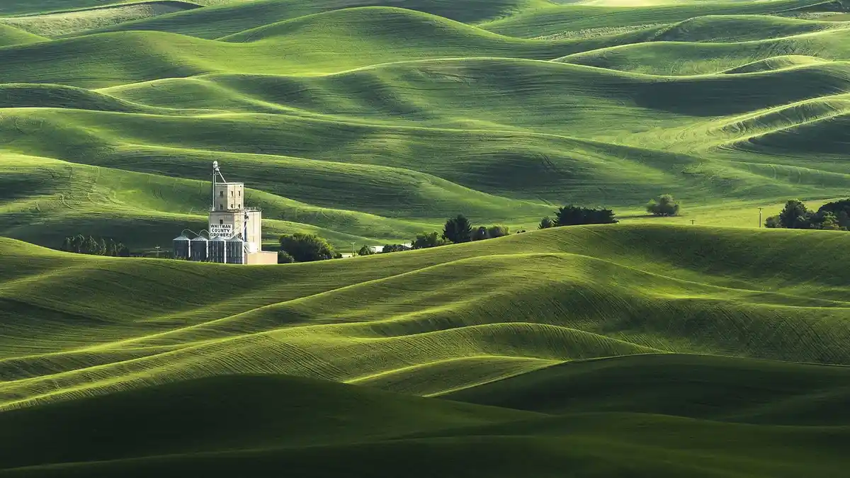 A serene landscape of rolling green hills with a grain elevator labeled 'WHITMAN COUNTY GROWERS' nestled among them. The…