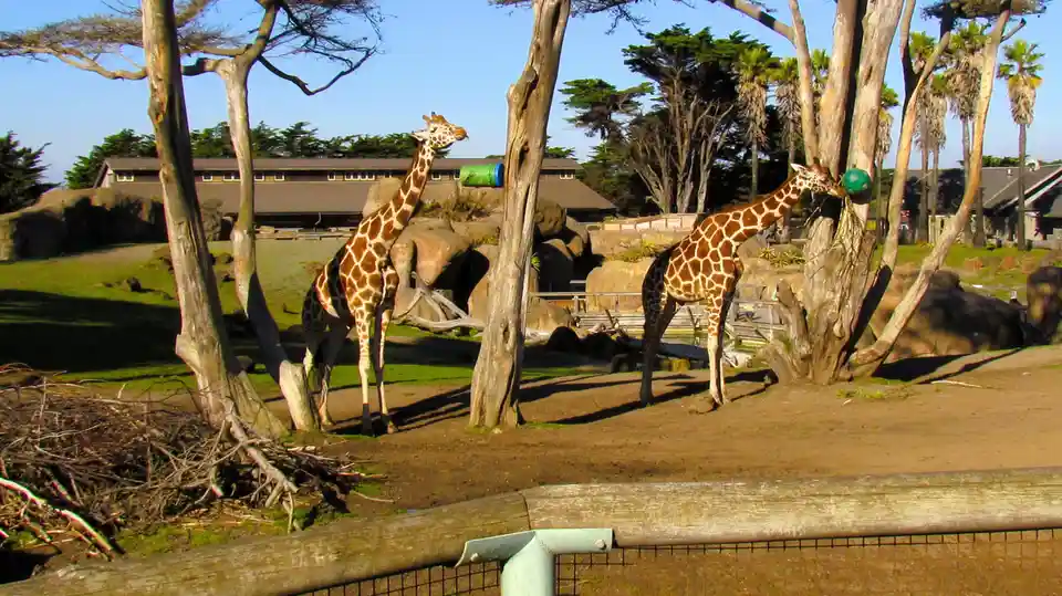 Two giraffes stand in a zoo enclosure with trees and rocks, one eating from a green ball feeder while the other stands…