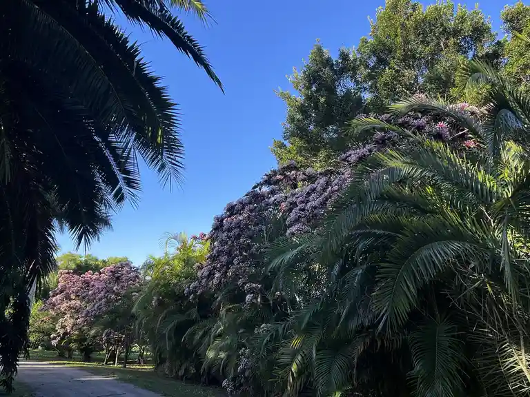 A bright, sunny outdoor photo shows a path lined with lush green palm trees and flowering bushes with purple and pink…