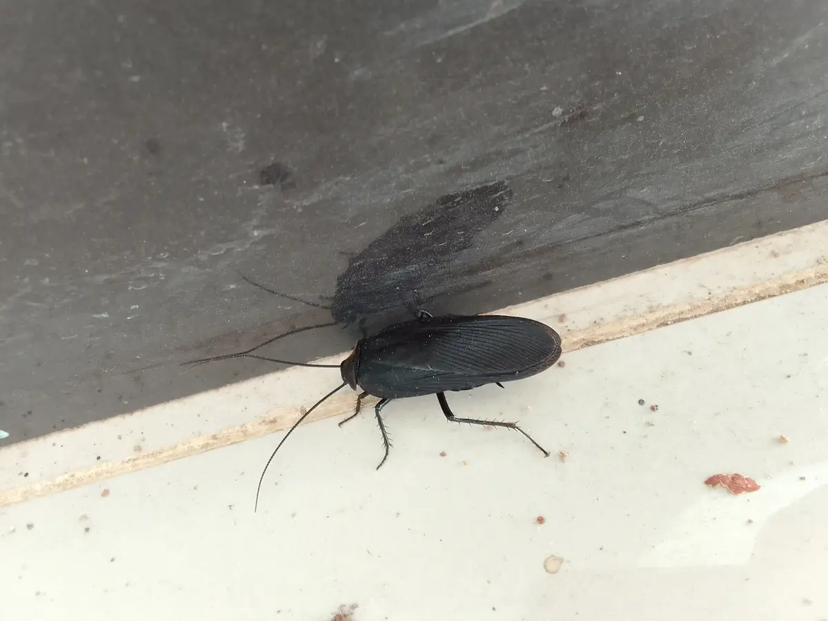 A black cockroach is crawling on a white tiled floor near a dark gray surface, casting a distinct shadow that looks like a…