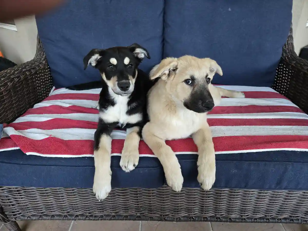 Two puppies, one black and tan and one tan with a black muzzle, sit side by side on a red, white, and blue striped cushion…