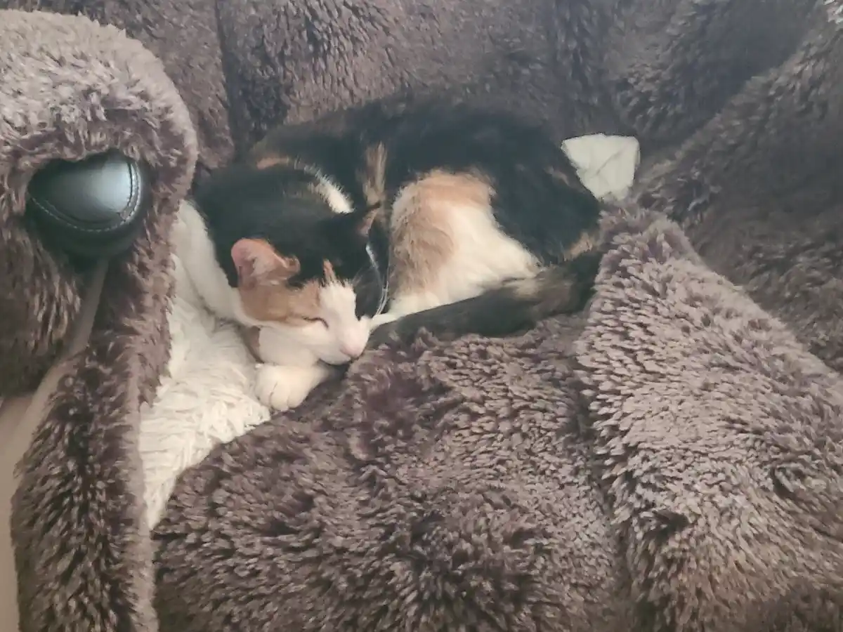 My adorable little lady snuggled up in my command throne